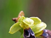 Ophrys vasconica 13, Saxifraga-Hans Dekker