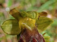 Ophrys vasconica 4, Saxifraga-Hans Dekker