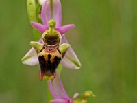 Ophrys vetula
