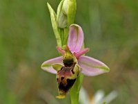 Ophrys vetula 2, Saxifraga-Hans Dekker