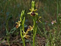 Ophrys virescens 3, Saxifraga-Hans Dekker