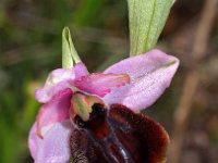 Ophrys vitorica 3, Saxifraga-Hans Dekker
