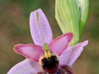 Ophrys vitorica 4, Saxifraga-Hans Dekker