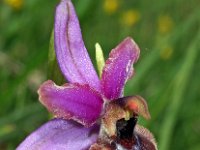 Ophrys vitorica 6, Saxifraga-Hans Dekker