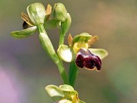 Ophrys zonata