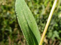 Oplismenus hirtellus 2, Saxifraga-Rutger Barendse