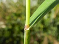 Oplismenus hirtellus 3, Saxifraga-Rutger Barendse