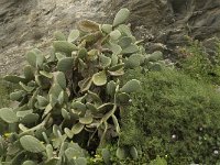 Opuntia ficus-indica 6, Saxifraga-Jan van der Straaten
