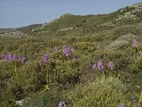 Orchis italica 10, Saxifraga-Willem van Kruijsbergen