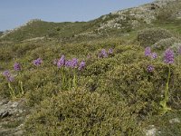 Orchis italica 11, Saxifraga-Willem van Kruijsbergen