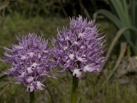 Orchis italica 16, Saxifraga-Willem van Kruijsbergen