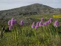 Orchis italica 17, Saxifraga-Willem van Kruijsbergen