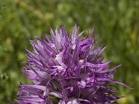 Orchis italica 2, Saxifraga-Willem van Kruijsbergen
