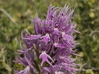 Orchis italica 23, Saxifraga-Willem van Kruijsbergen