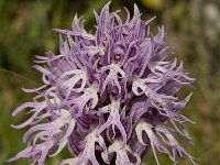 Orchis italica 24, Saxifraga-Willem van Kruijsbergen