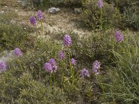 Orchis italica 25, Saxifraga-Willem van Kruijsbergen
