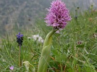 Orchis italica 28, Saxifraga-Rien Schot