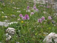 Orchis italica 29, Saxifraga-Rien Schot