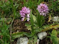 Orchis italica 30, Saxifraga-Rien Schot