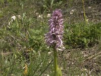 Orchis italica : Gebied, Israel, Orchid, Orchis, www.Saxifraga.nl