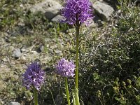 Orchis italica 4, Saxifraga-Willem van Kruijsbergen