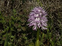 Orchis italica 40, Saxifraga-Jan van der Straaten