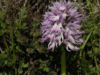 Orchis italica 42, Saxifraga-Jan van der Straaten