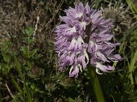Orchis italica 43, Saxifraga-Jan van der Straaten