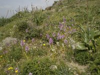 Orchis italica 5, Saxifraga-Willem van Kruijsbergen