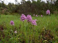 Orchis italica 51, Saxifraga-Hans Dekker