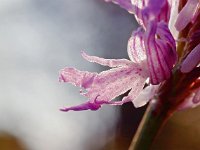 Orchis italica 52, Saxifraga-Hans Dekker