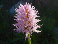 Orchis italica 54, Saxifraga-Peter Meininger