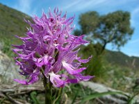 Orchis italica 59, Saxifraga-Ed Stikvoort