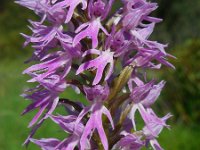 Orchis italica 63, Saxifraga-Ed Stikvoort