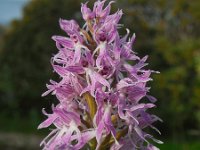 Orchis italica 64, Saxifraga-Ed Stikvoort