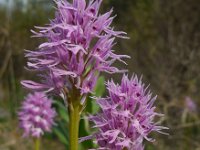 Orchis italica 65, Saxifraga-Ed Stikvoort