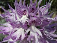 Orchis italica 69, Saxifraga-Ed Stikvoort