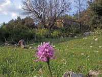 Orchis italica 70, Saxifraga-Jeroen Willemsen