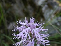 Orchis italica 72, Saxifraga-Dirk Hilbers