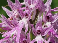 Orchis italica 75, Saxifraga-Hans Dekker