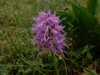 Orchis italica 78, Saxifraga-Peter Meininger