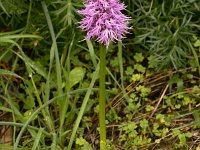 Orchis italica 81, Saxifraga-Harry Jans