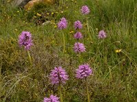 Orchis italica 82, Saxifraga-Harry Jans