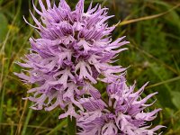 Orchis italica 83, Saxifraga-Harry Jans