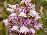Orchis lactea 4, Saxifraga-Harry Jans