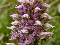 Orchis lactea 5, Saxifraga-Harry Jans