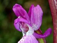 Orchis langei 11, Saxifraga-Hans Dekker