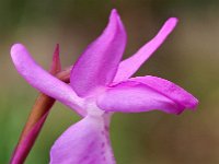 Orchis langei 13, Saxifraga-Hans Dekker