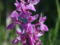 Orchis langei 2, Saxifraga-Jan van der Straaten