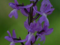 Orchis langei 3, Saxifraga-Dirk Hilbers